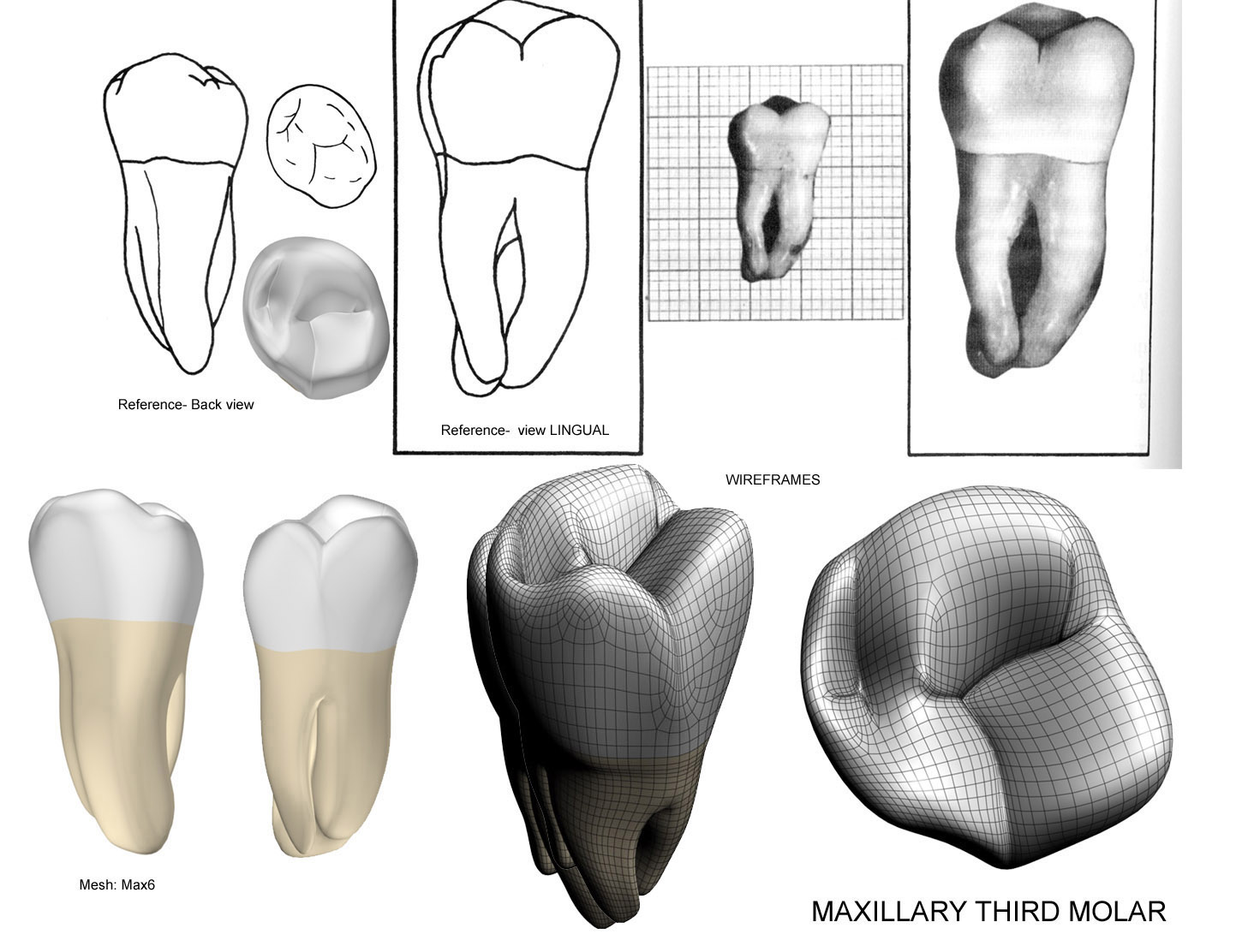 dental anatomy