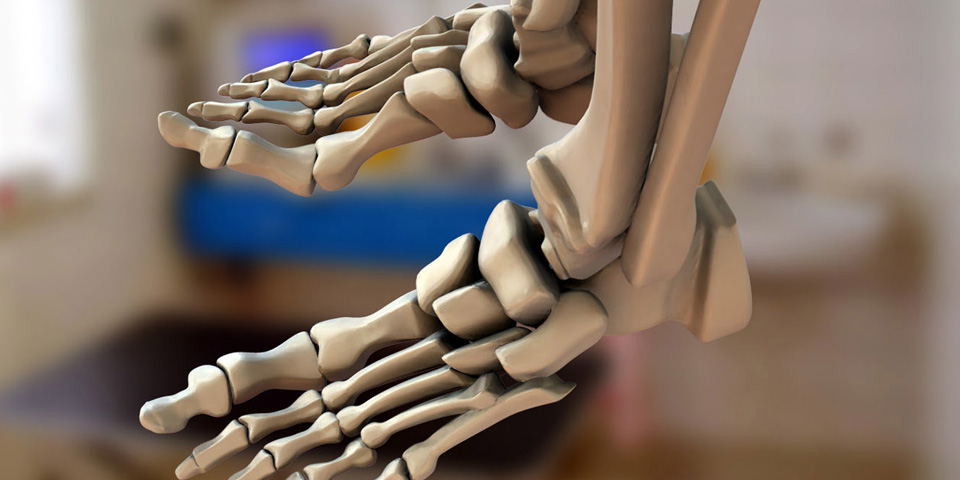 Scientific Illustration : Skeletal / Intraveinal Anatomy