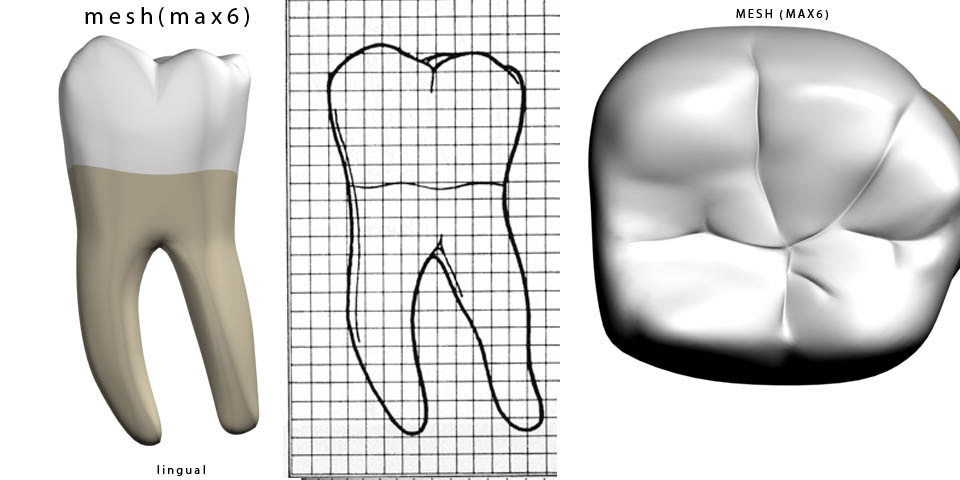 Scientific : Dental Anatomy