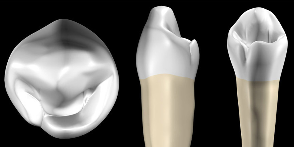 Scientific : Dental Anatomy