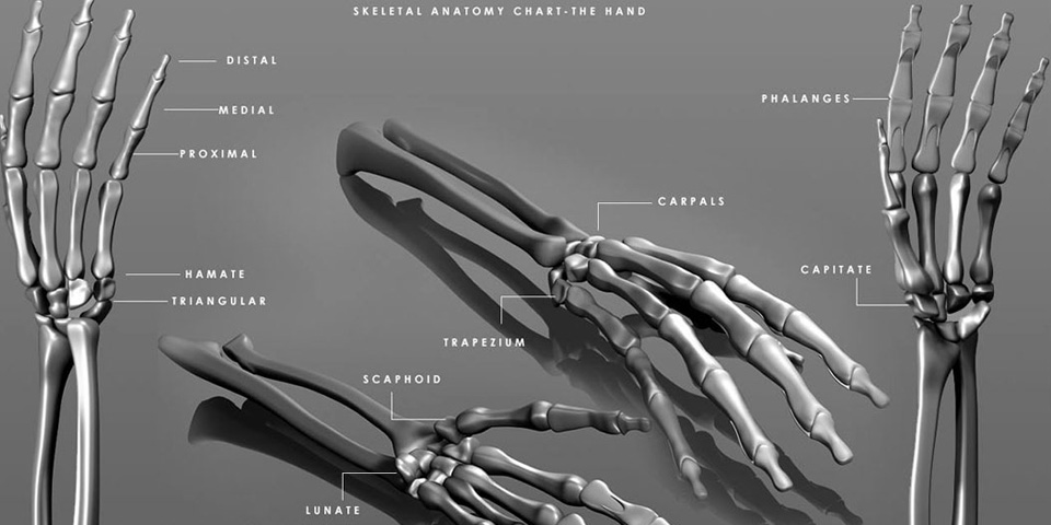 Scientific : Skeletal / Intraveinal Anatomy