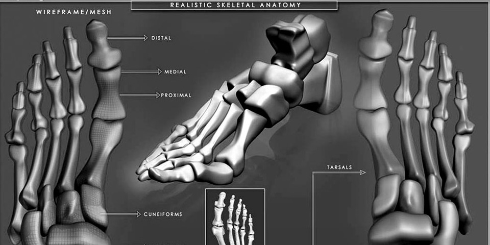 Scientific : Skeletal / Intraveinal Anatomy