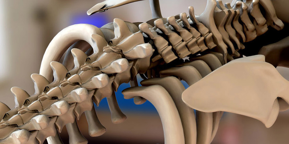 Scientific Illustration : Skeletal / Intraveinal Anatomy