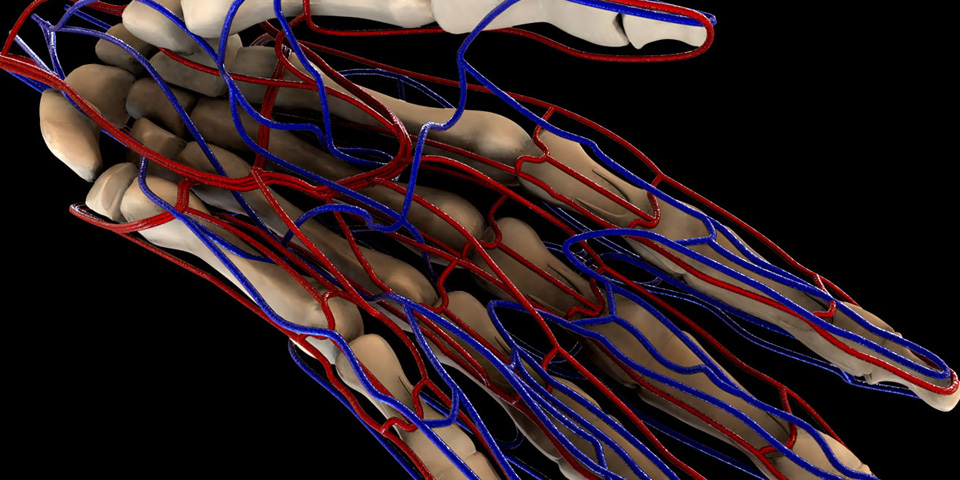 Scientific Illustration : Skeletal / Intraveinal Anatomy