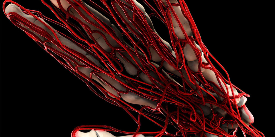 Scientific Illustration : Skeletal / Intraveinal Anatomy
